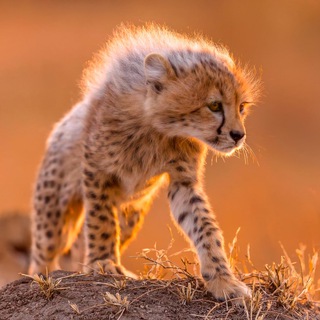 Логотип @sandfacts - В мире животных 🕊