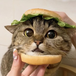 Логотип @sandychat - — чᴀᴛ ᴧучɯих ᴋᴏᴛиᴋᴏʙ