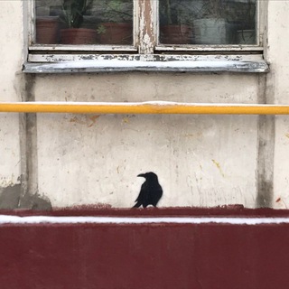 Логотип @sanya_pishet - вороны-москвички