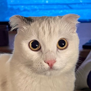 Логотип @sanyakotka - Как дела у Санечки