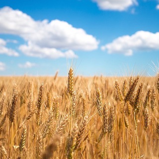 Логотип @sarnyrada2022 - Сарненська міська рада 🇺🇦