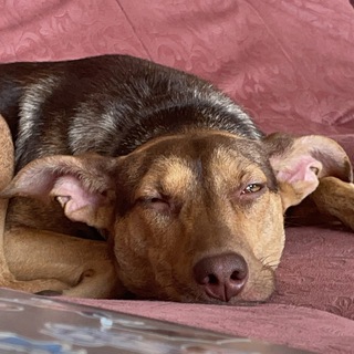 Логотип @sashagalperina - Саша радость наша