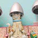 Логотип @sashakorcoss - Чат KOR&CO😍❤️