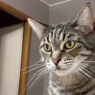 Логотип @saticfak - Кот и семейство кошачьих...