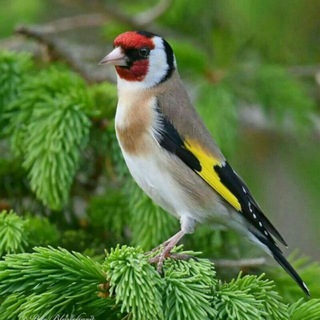 Логотип @sava_kokil_bozori - sᴀᴠᴀ&ᴋᴏᴋɪʟ ʙᴏᴢᴏʀɪ