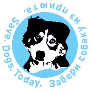 Логотип @savedogs_today - Помощь Собакам Save.Dogs.Today