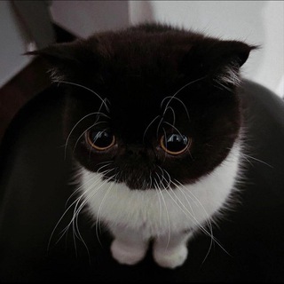 Логотип @sawouukkcinn - синабон фан пейдж