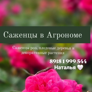 Логотип @sazhentsiroz - Саженцы в Агрономе "У Натальи" розы,плодовые и декоративные растения