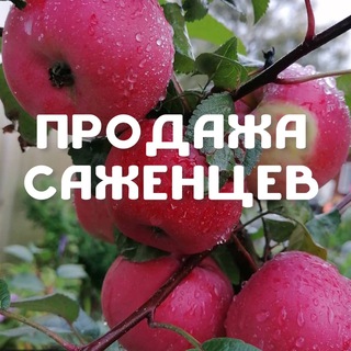 Логотип @sazhentsy22 - Саженцы Яблони| Барнаул