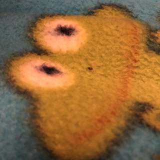 Логотип @sbrodskiy - Клуб фанатів польші