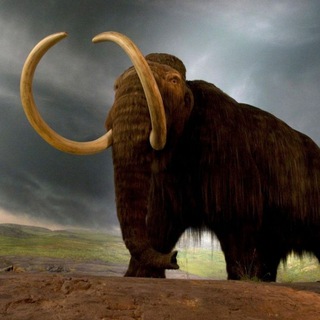 Логотип @scamreff - МАМОНТЫ ВСЕГДА ЕСТЬ!!