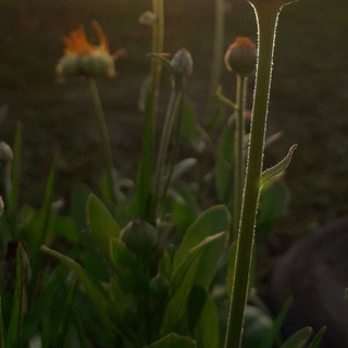 Логотип @scharikowsss - КОММЕНТАРИИ