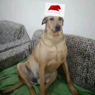 Логотип @schizotorture - Трупопоедальня