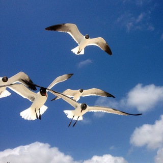 Логотип @schoolofwisdom - 🛑 Стиль Жизни