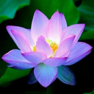 Логотип @schumanresonance - Резонанс