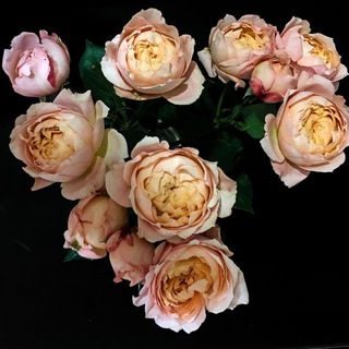 Логотип @scientiaestaesthetica - Scientia et Aesthetica