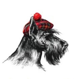 Логотип @scootch_terrier - Scotch Terrier