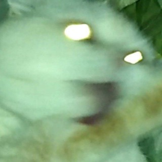 Логотип @scorbiyachsucks - скорбияк