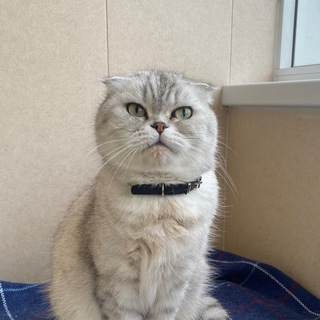 Логотип @scottish_emma - Шотланские вислоухие