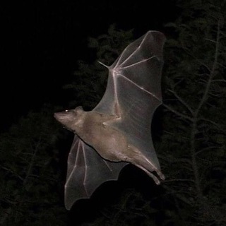 Логотип @scuperly1 - scuperly