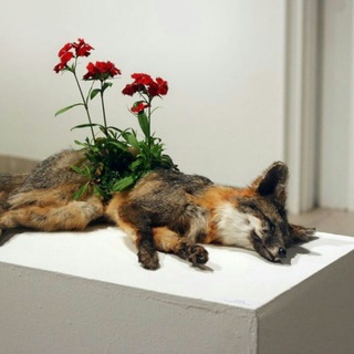 Логотип @sdoxnipidr - моя нежность