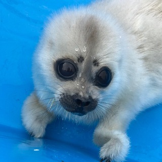 Логотип @sealresque - Nerpa SPb