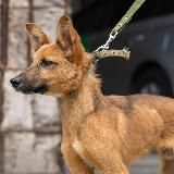 Логотип @search_home_myvet - Хвостики шукають дім