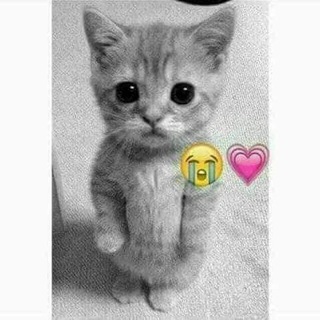 Логотип @seeee1 - |👑😻✨ ᓚɹ̈Ȋܭ⅃ᓄg ᓄܭg⅃ ᎗̣ɹgȷܭ