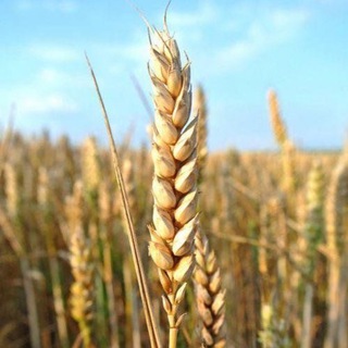 Логотип @seeeeder - Земледелец