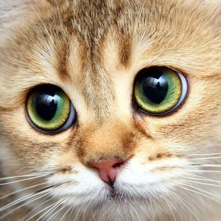 Логотип @sega_black_sea_nvrsk - S𝖊𝖌𝖆 𝕭𝖑𝖆𝖈𝖐-S𝖊𝖆