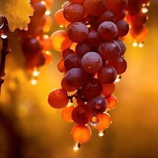 Логотип @selenvinograd - Виноград 🍇 (Лариса Литвякова)