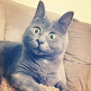 Логотип @self_employed_clown - Самозанятый Клоун