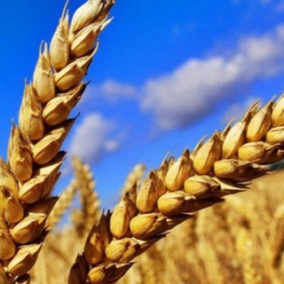 Логотип @selhoznovost - Сельскохозяйственные новости страны