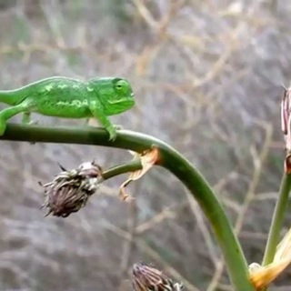 Логотип @semeinoe - Все о семейном обучении