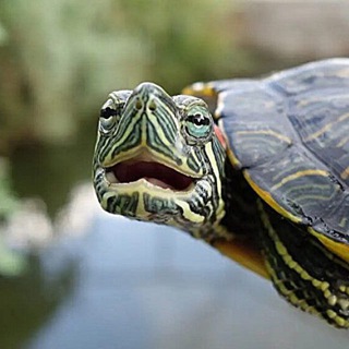 Логотип @semen_yesylevskyy - Reptiloid Scientist