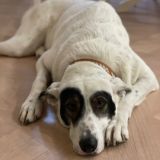 Логотип @semlorass - продается