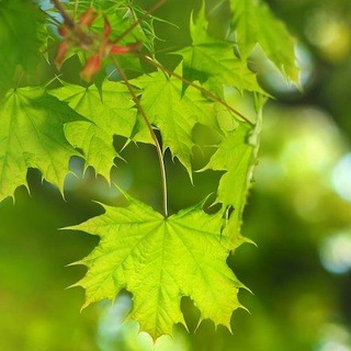 Логотип @sensaciondesilencio - 🎼𝕊𝔼ℕ𝕊𝔸ℂ𝕀𝕆ℕ𝔼𝕊 𝔻𝔼𝕃 𝕊𝕀𝕃𝔼ℕℂ𝕀𝕆 🎼