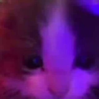 Логотип @senseisol - Рофло приватка сенсея