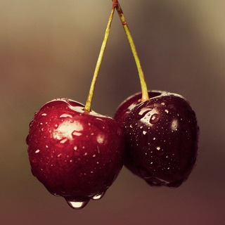 Логотип @seovishnya - Чат SeoCherry.ru