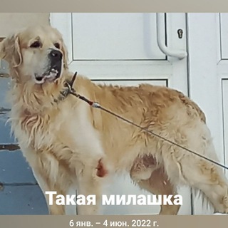 Логотип @sergeisvetsovklr - Сергей Швецов