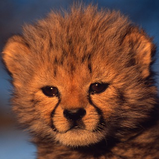 Логотип @serial_animal - Сериалы про животных