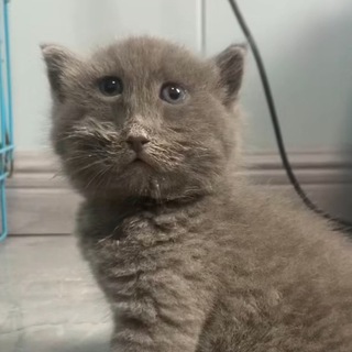 Логотип @seriykoshkaigla - Серый Кошка