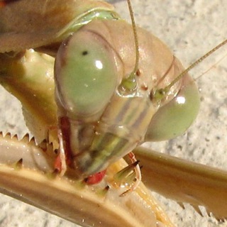 Логотип @serrrrraphim - серафим