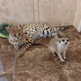 Логотип @serval_suricat - SERVAL_SURICAT