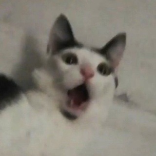 Логотип @setorphoto - Дед фотоСетор