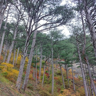 Логотип @sevhike - ⛰️Походы Севастополь🌲Чат