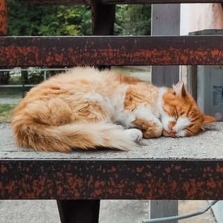 Логотип @sfg_17 - Sfg 17