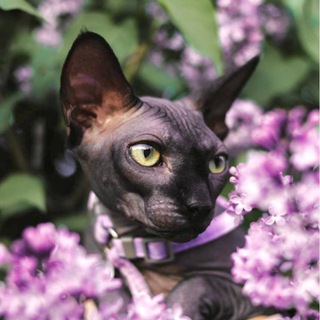 Логотип @sfinks_love - 🐈 Любители Сфинксов 🐈