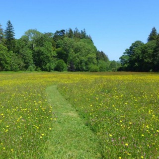 Логотип @sfwfurryrp - The meadow (Furry survival RP SFW)