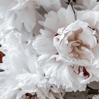 Логотип @shabbychicn - Шебби шик